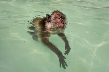 Deniz suda yüzen Yengeç yiyen makak maymunu (Macaca fascicularis). Koh Phi Phi, Tayland.