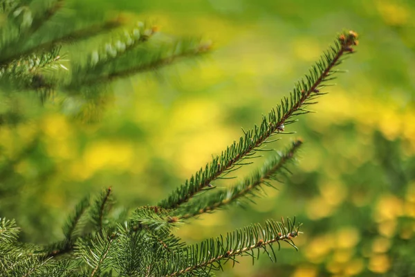 Çam Ağacı Ile Daha Fazla Iğne Yapraklı Twigs Bulanık Çayır — Stok fotoğraf
