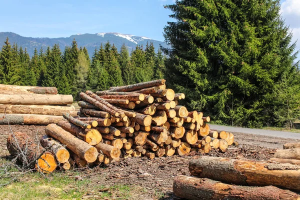 Piled Logs Harvested Wood Next Forest Road Mountains Background Sunny — Stock Photo, Image