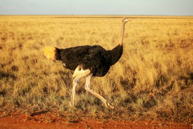 Ortak devekuşu (Struthio camelus) Savana öğleden sonra güneş ışığı altında yürürken. Amboseli Ulusal Parkı, Kenya