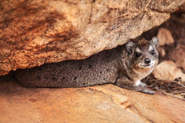 Rock Damani Procavia Capensis Schovává Mezi Velkými Kameny Národní Park — Stock fotografie