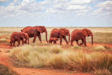 Aile Afrika bush fil (Loxodonta africana), kırmızı toz birlikte ova üzerinde yürüme ile kaplı. Tsavo Doğu Milli Parkı, Kenya