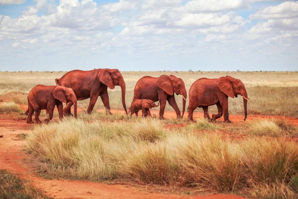 Familie Van Afrikaanse Bush Olifanten Loxodonta Africana Bedekt Met Rode — Stockfoto