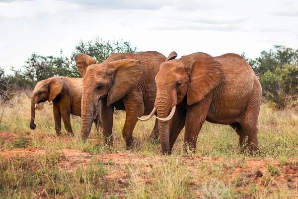 Three African bush elephants (Loxodonta africana), walking on savanna with some trees in background. Amboseli national park, Kenya.