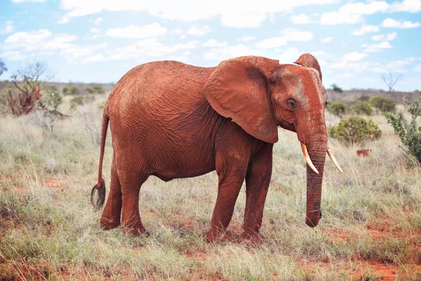 Afrika Bush Fili Loxodonta Africana Düşük Kuru Çim Sahada Yürüyüş — Stok fotoğraf