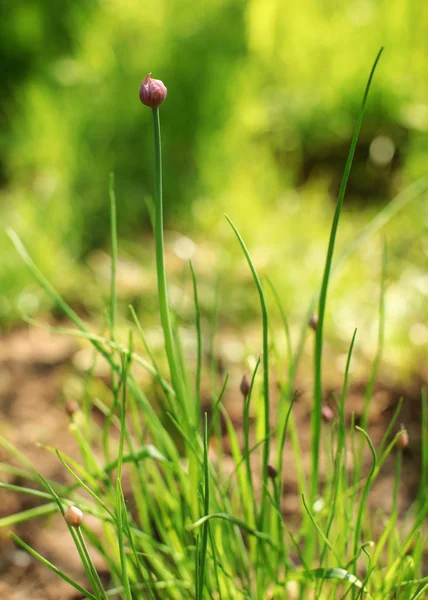 Profondità Campo Bassa Solo Essere Fiore Fuoco Erba Cipollina Allium — Foto Stock