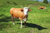 Kráva, spoután řetězem kovu při pohledu do kamery, pasoucí se na jarní louce s jiným jeden ležící v pozadí