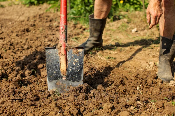 Detail Old Spade Clay Soil Senior Man Wearing Dirty Black — Stock Photo, Image