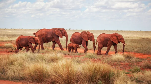 Filler Loxodonta Africana Kırmızı Toz Kuru Afrika Savana Küçük Çalılar — Stok fotoğraf