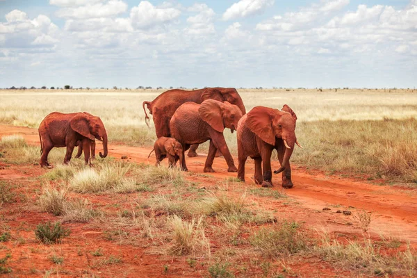 Grup Afrika Bush Filler Loxodonta Africana Kırmızı Topraktan Tsavo Doğu — Stok fotoğraf