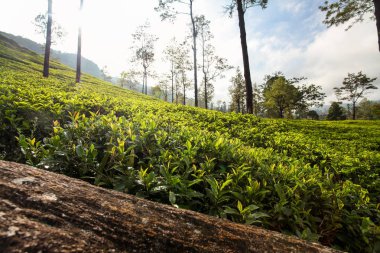 Çay bahçeleri, Camellia sinensis çalılar sabah güneş aydınlatılmış yaprakları. Kandy, Sri Lanka