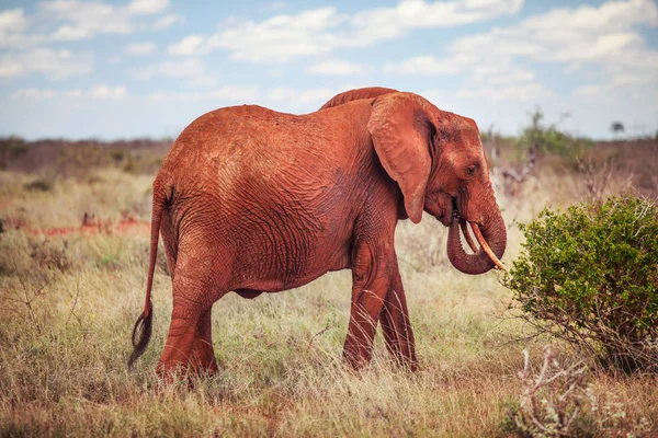 Afrikaanse Bush Elephant Loxodonta Africana Rood Uit Stof Voeden Een — Stockfoto