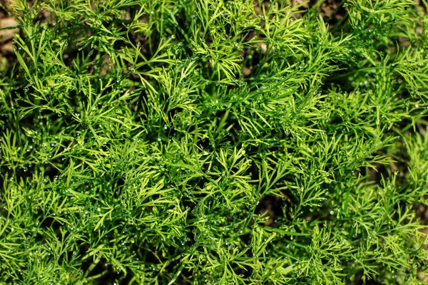 Young Dill Anethum Graveolens Plant Covered Drops Dew Spring Gardening — Stock Photo, Image