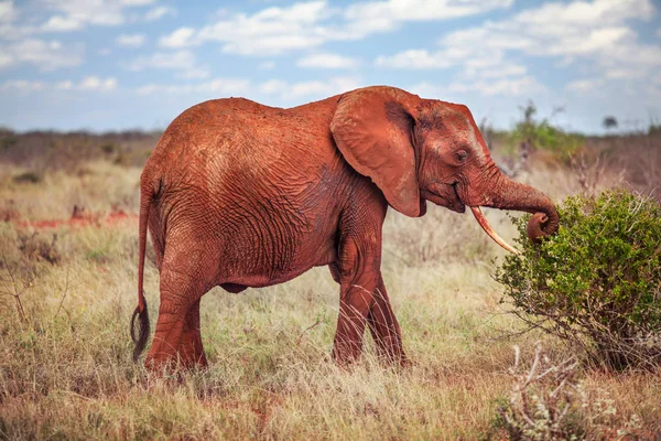 Afrikaanse Olifant Loxodonta Africana Rood Van Het Stof Grazen Eten — Stockfoto