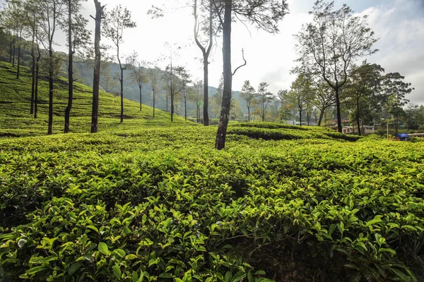 Ogrody Herbaty Świetle Poranka Kandy Sri Lanka — Zdjęcie stockowe