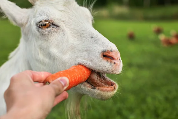 Closeup photo of man hand holding carrot, feeding it to white goat.