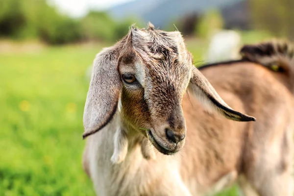 Młode Brązowe Goat Kid Wypas Jedzenie Źdźbła Trawy — Zdjęcie stockowe