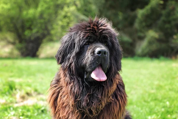 Arka planda yeşil park ile büyük newfoundland köpek.