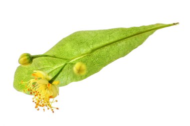 Ihlamur çiçek ve yaprak beyaz arka plan üzerinde izole.