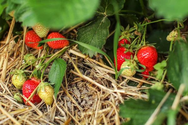 Morangos Crescimento Palha Chão Folhas Frutos Alguns Deles Vermelhos Maduros — Fotografia de Stock