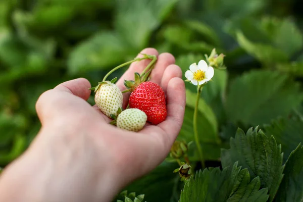 Young Man Hand Holding Unripe Ripe Strawberries Flower Field Full — Stock Photo, Image