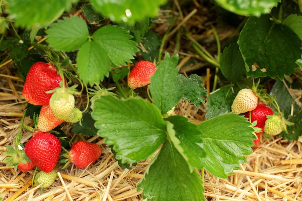 Folhas Morangos Frutos Maduros Não Maduros Com Palha Abaixo Campo — Fotografia de Stock