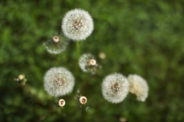 Alan (odak tek bir çiçek topu) beyaz kabarık dandelions, bulanık yeşil çayır arkada sığ derinliği. Yay / erken yaz arka plan.