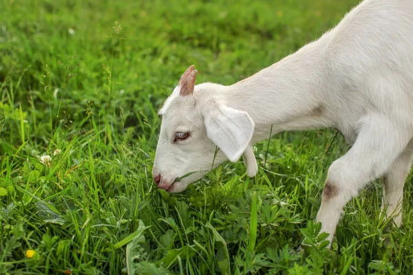 Jeune Gosse Chèvre Broutant Sur Herbe — Photo