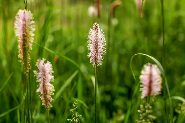 Shallow Depth Field Only Pink Flower Focus Ribwort Hoary Plantain — Stock Photo, Image
