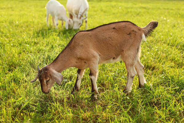 Young brown goat kid grazing, eating grass on a sun lit meadow with more goats in background.