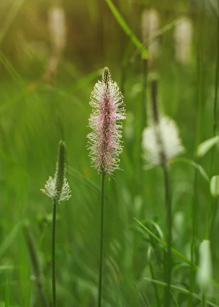 Profondità Superficiale Campo Foto Solo Fiore Ribwort Piantaggine Lingua Agnello — Foto Stock