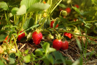 Bir çilek çiftlik çiftlik üzerinde güneş tarafından çilek, Olgun ve olgunlaşmamış, yaktı.