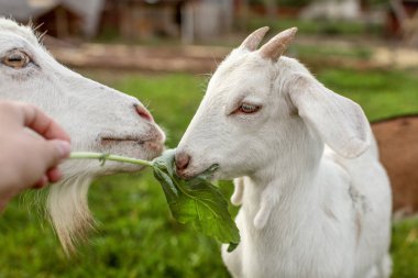 Keçi çocuk ve Anne, adam eliyle, arka plan grubunda beslenen büyük yaprak yemek.