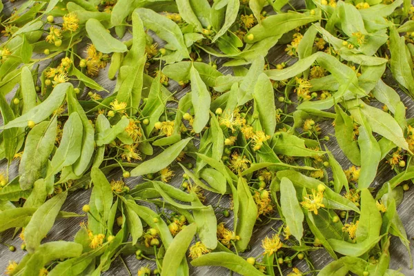 Linden Tilia Platyphyllos Bloemen Voor Kruidenthee Wordt Gedroogd Bovenaanzicht Van — Stockfoto