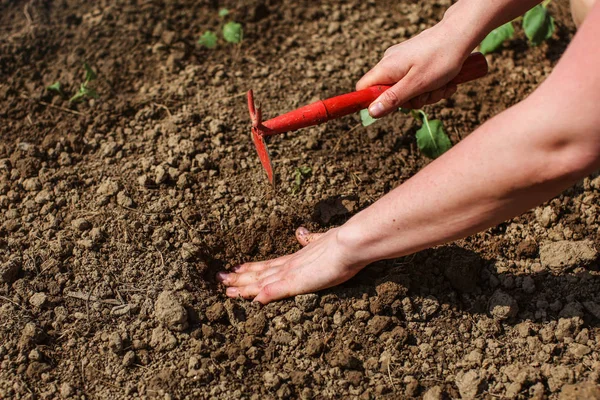 详细的妇女手 挖洞与小的种植幼苗在花园里 — 图库照片