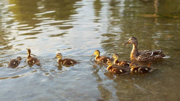 Pequeños Patitos Salvajes Nadando Estanque Con Pato Madre Fondo Durante — Foto de Stock