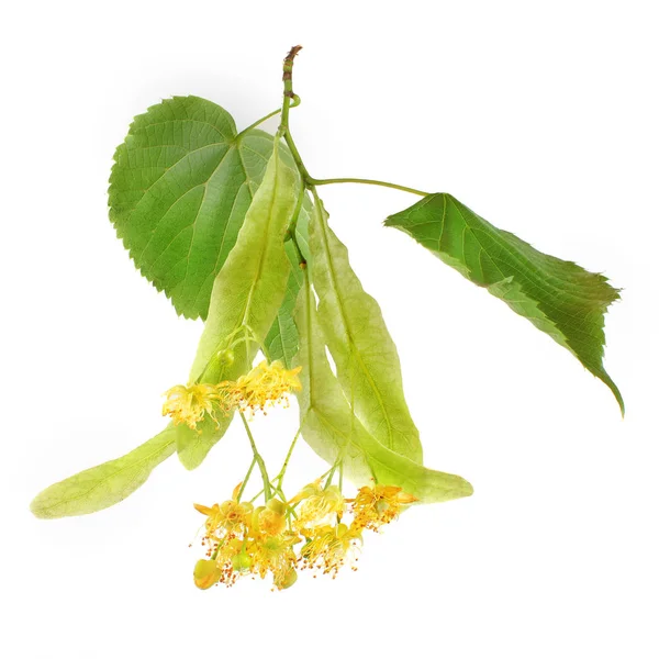 Folhas Flores Tília Tilia Platyphyllos Cordata Isoladas Sobre Fundo Branco — Fotografia de Stock