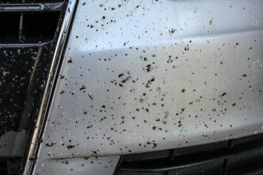Araba ön tampon, ölü böcekler sprey Temizleme böcek ile kaplı