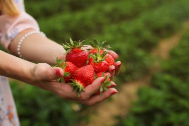 Kadın el avuç olgun çilek, çiftlik alanı arka planda tutan.