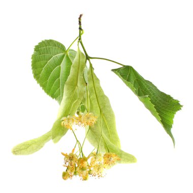 Linden (Tilia cordata) leaves and flowers, isolated on white background. clipart