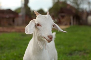 Genç keçi çocukla kameraya bakarak küçük boynuzları, arka plan grubunda bulanık