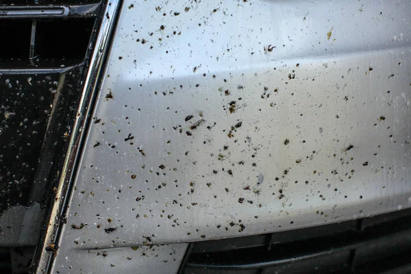 Errores Muertos Parachoques Delantero Del Coche Cubierto Con Insecto Limpieza — Foto de Stock