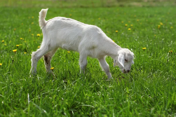 Young Goat Kid Grazing Green Meadow Dandelions — Stock Photo, Image
