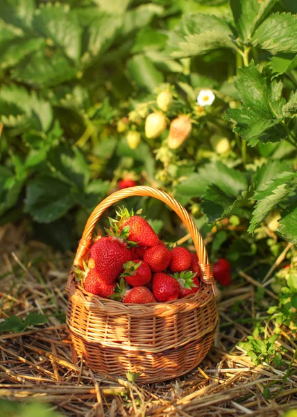 Panier Plein Fraises Ferme Fraisiers Feuilles Éclairées Par Soleil Après — Photo