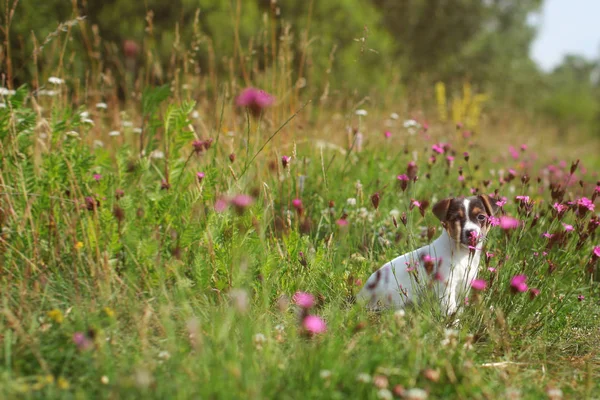 Jack Russell Terrier Puppy Meadow Pink Carnation Flowers — Stock Photo, Image