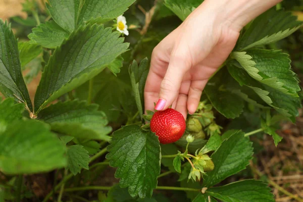 Frau Hand Untersucht Reife Erdbeeren Blätter Herum Erdbeerfeld — Stockfoto