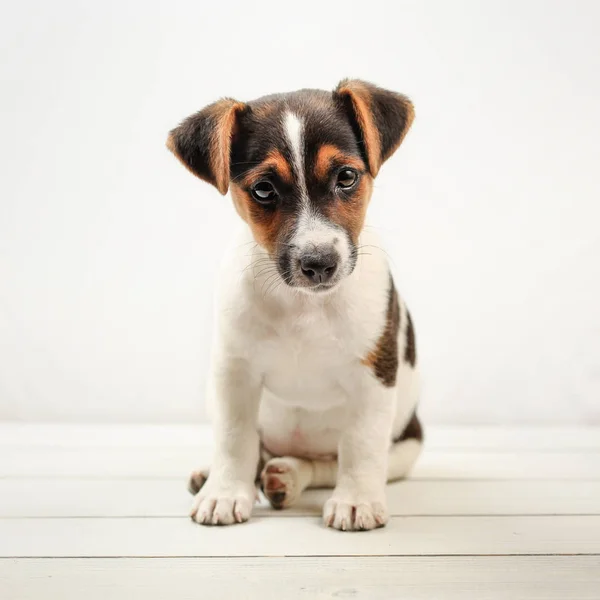 Cachorro Jack Russell Terrier Dos Meses Sobre Pizarras Blancas Fondo — Foto de Stock