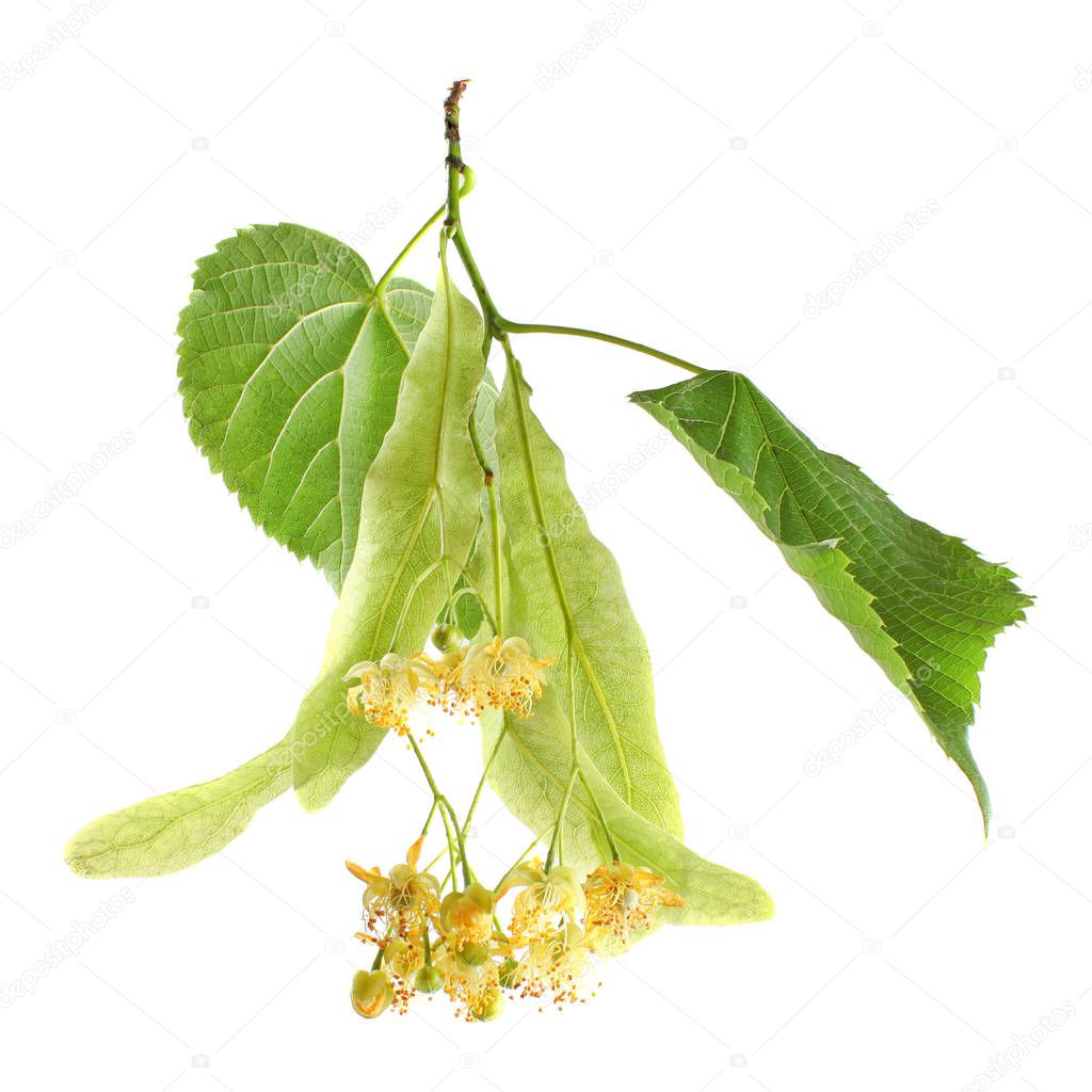 Linden (Tilia cordata) leaves and flowers, isolated on white background.
