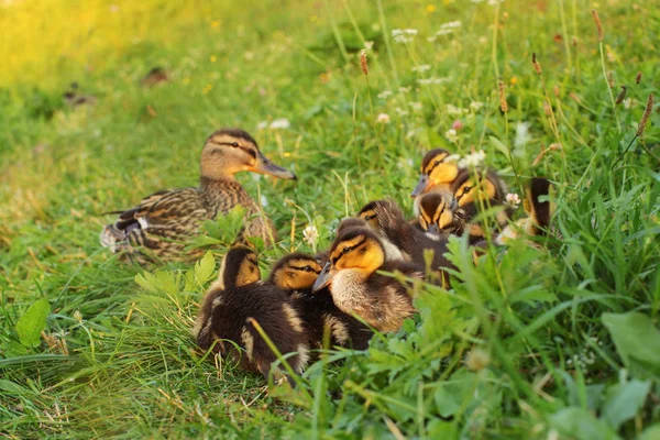 Grupo Ánades Reales Jóvenes Patito Salvaje Acostados Hierba Preparándose Para — Foto de Stock