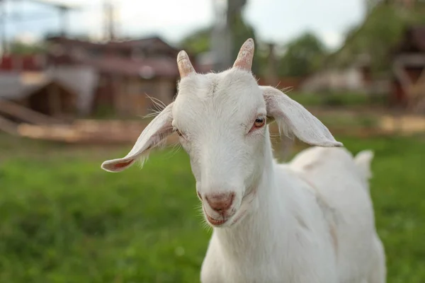 Jovem Cabrito Detalhe Cabeça Com Fazenda Fundo — Fotografia de Stock